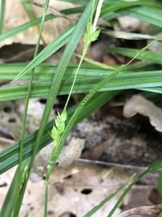 Carex planispicata