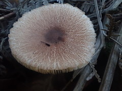 Lepiota haemorrhagica