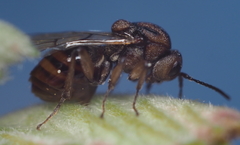 Callirhytis ellipsoida