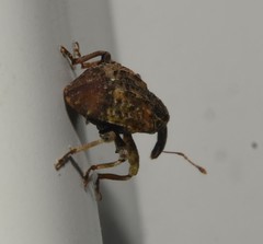 Conotrachelus anaglypticus