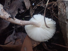 Lepiota haemorrhagica