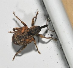 Conotrachelus anaglypticus