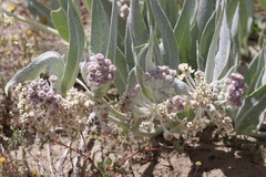 Asclepias vestita