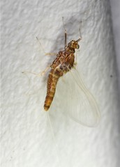Acentrella