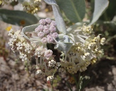 Asclepias vestita