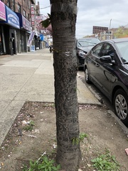 Prunus