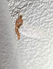 Acentrella