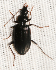 Platynus cincticollis