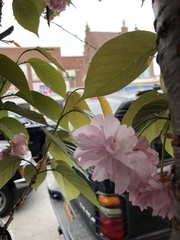 Prunus