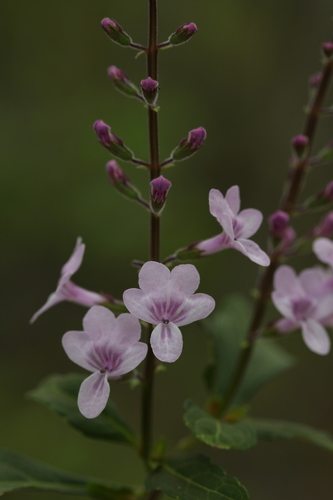 Orthosiphon biflorus