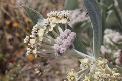 Asclepias vestita