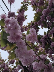 Prunus