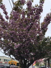 Prunus