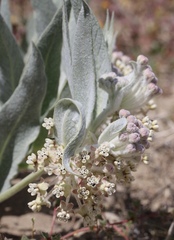 Asclepias vestita