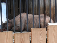 Rhinocerotidae