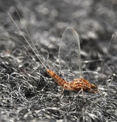 Acentrella
