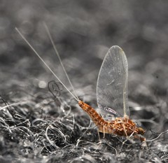 Acentrella