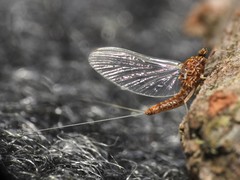 Acentrella