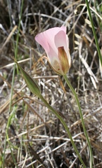 Calochortus simulans