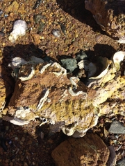 Spirobranchus cariniferus