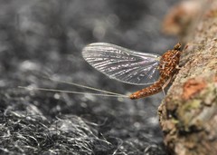 Acentrella