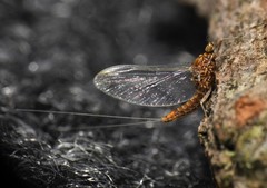 Acentrella