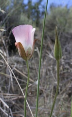 Calochortus simulans