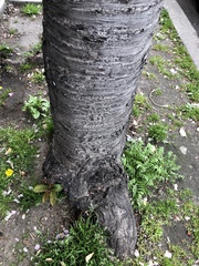 Prunus