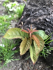 Prunus