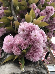 Prunus