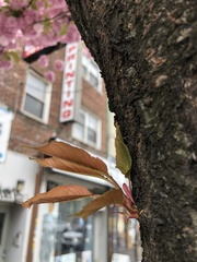 Prunus