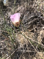 Calochortus simulans