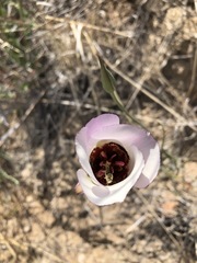Calochortus simulans