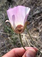 Calochortus simulans