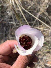 Calochortus simulans