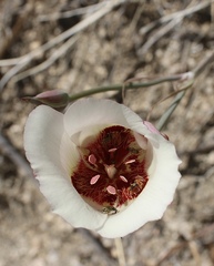 Calochortus simulans