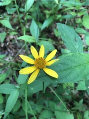 Heliopsis gracilis