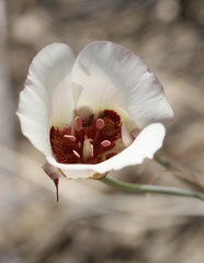 Calochortus simulans