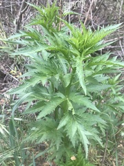 Artemisia tilesii