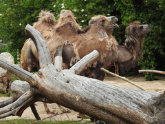 Camelidae