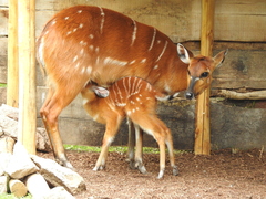 Tragelaphus