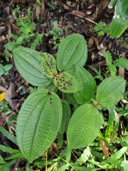 Miconia crenata