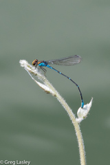 Pseudagrion punctum