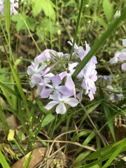 Phlox pilosa pilosa