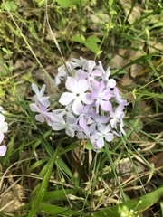 Phlox pilosa pilosa
