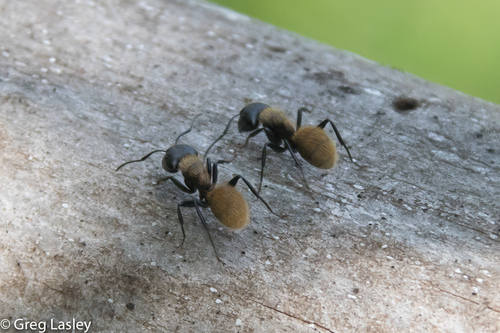 Darwin's Sugar Ant