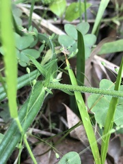 Phlox pilosa pilosa