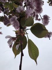 Prunus