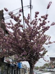 Prunus