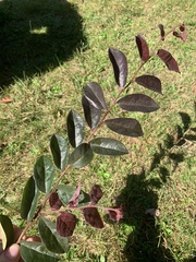 Loropetalum